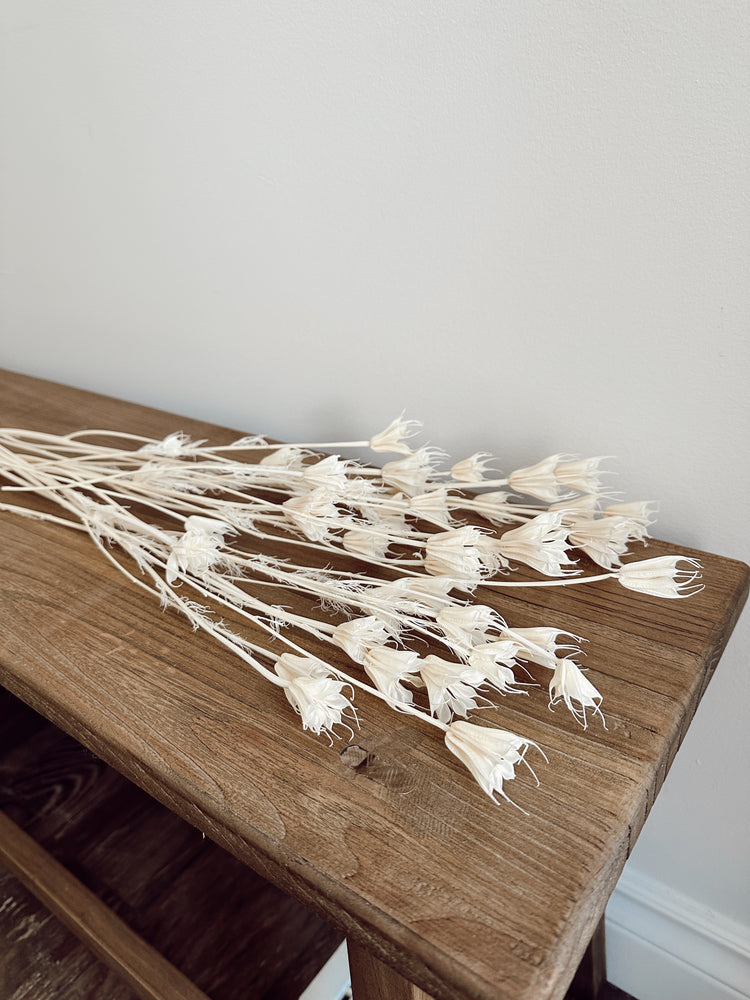 dried nigella orientalis flowers