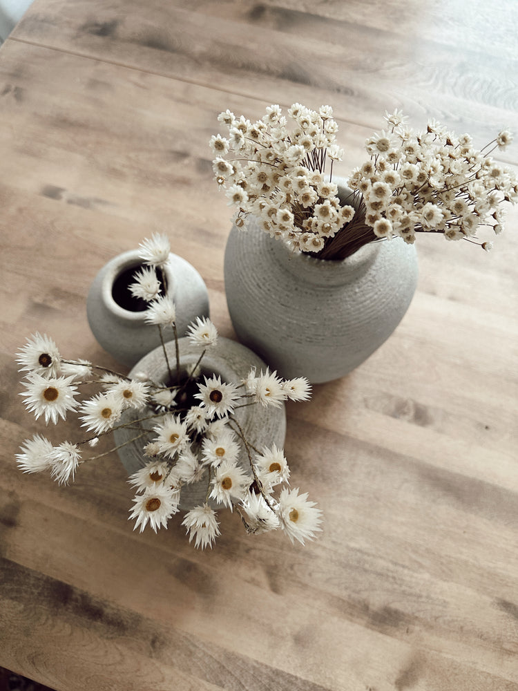 dried daisy flowers