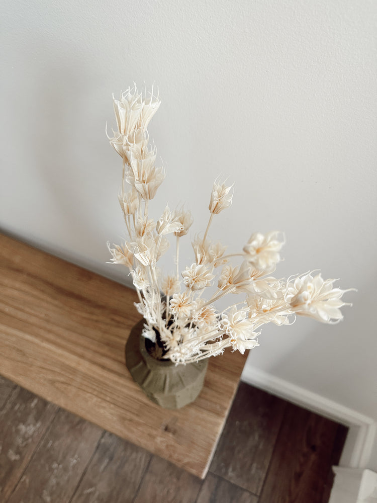 dried nigella orientalis flowers