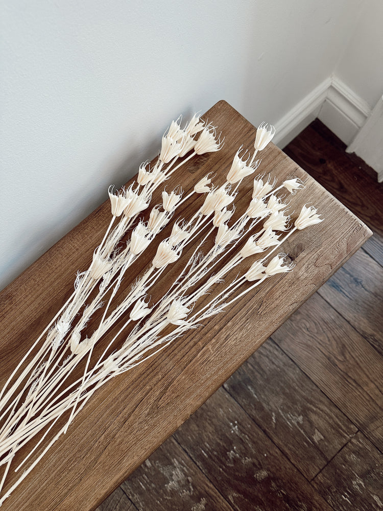 dried nigella orientalis flowers