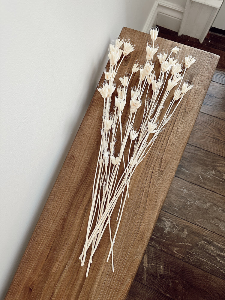 dried nigella orientalis flowers
