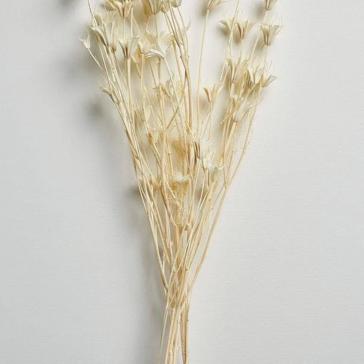 dried nigella orientalis flowers