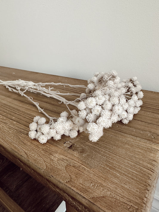 dried immortelle flowers in pearl grey
