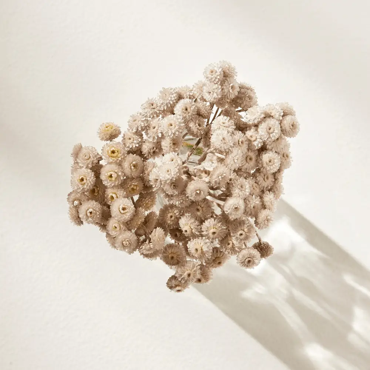 dried immortelle flowers in pearl grey