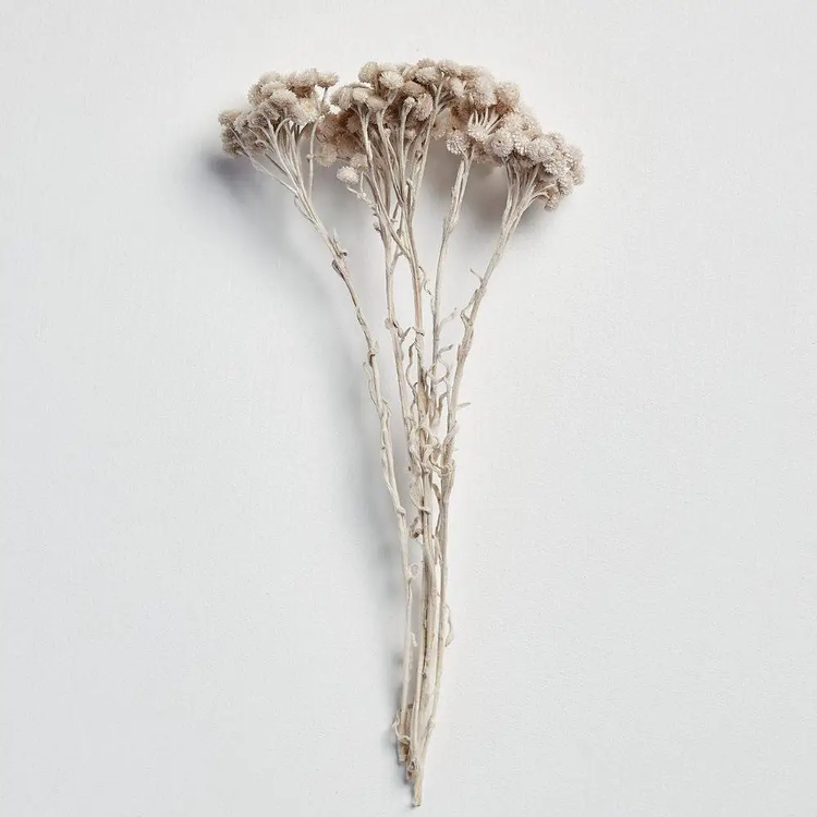 dried immortelle flowers in pearl grey